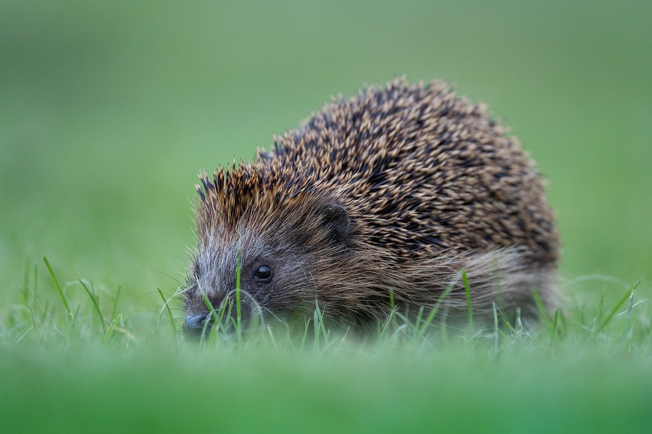 Adorable Hedgehog Crafts for Kids